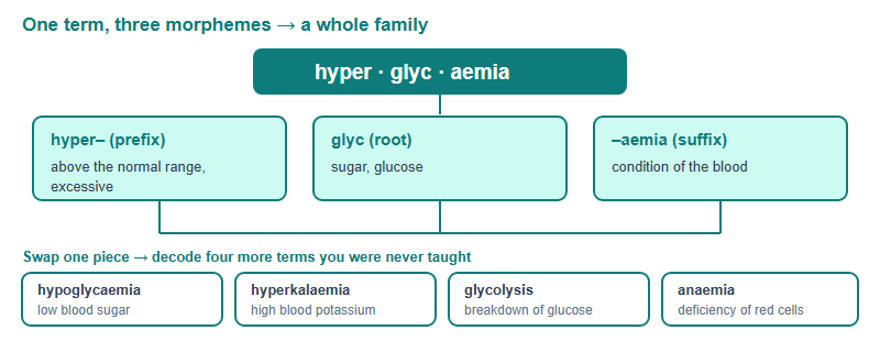 Decomposition of the term hyperglycaemia into the prefix hyper meaning excessive, the root glyc meaning sugar, and the suffix aemia meaning blood condition, and the family of related terms those three morphemes unlock.