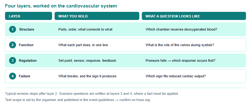 Ladder diagram of four knowledge layers per body system: structure, function, regulation and failure, each with what to hold and an example question stem